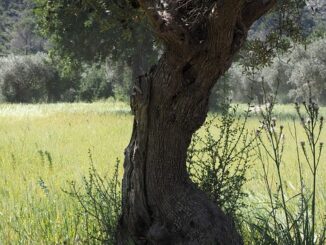 Erdemli'de Ağaç Dikim Etkinliği Planlanıyor